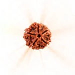 5 Mukhi Nepali Rudraksha