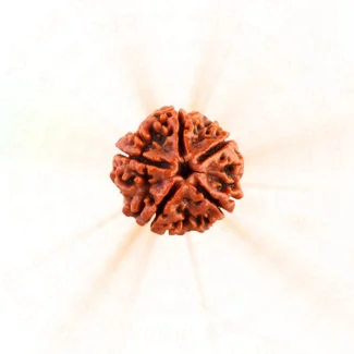 5 Mukhi Nepali Rudraksha