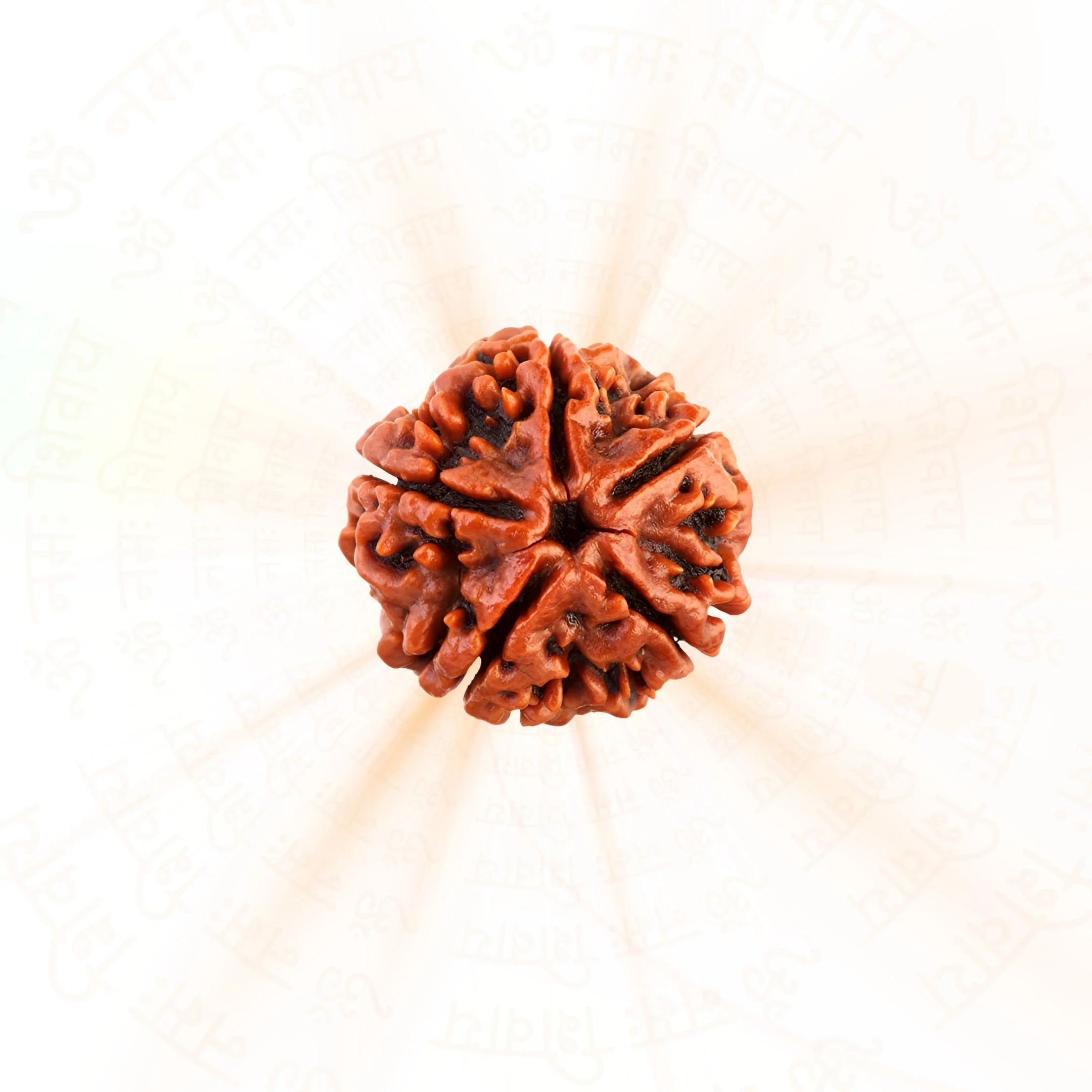 5 Mukhi Nepali Rudraksha